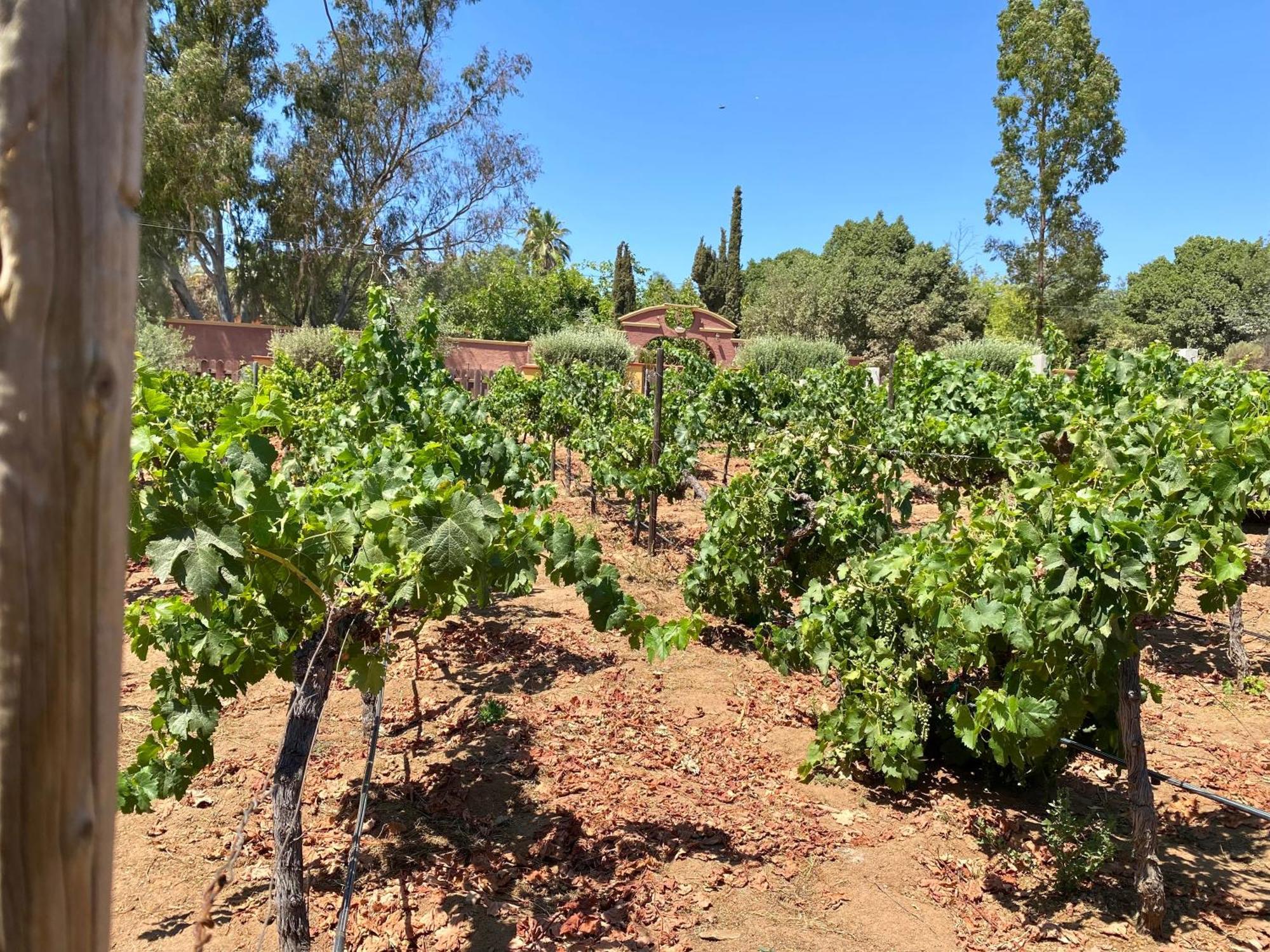 Tierra Mia Hacienda Ruta Del Vino Hotel Valle de Guadalupe Exterior photo